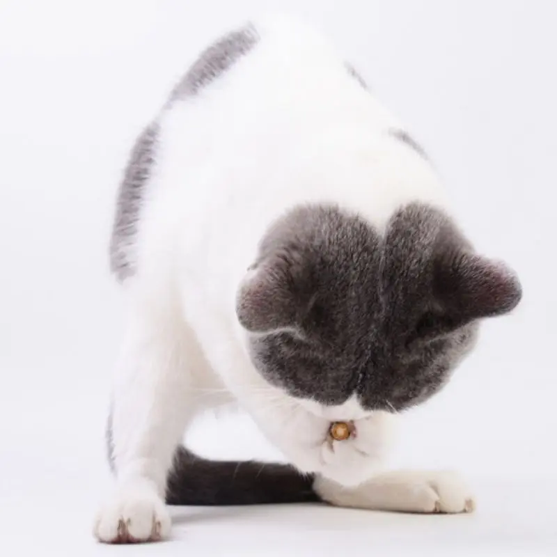 SC Catnip Stick Kucing Matabi Cat Toys Anti Stres 2