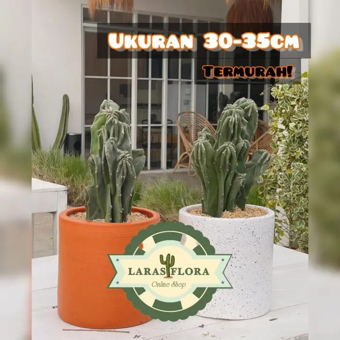 Kaktus Lilin / Kaktus Pagoda