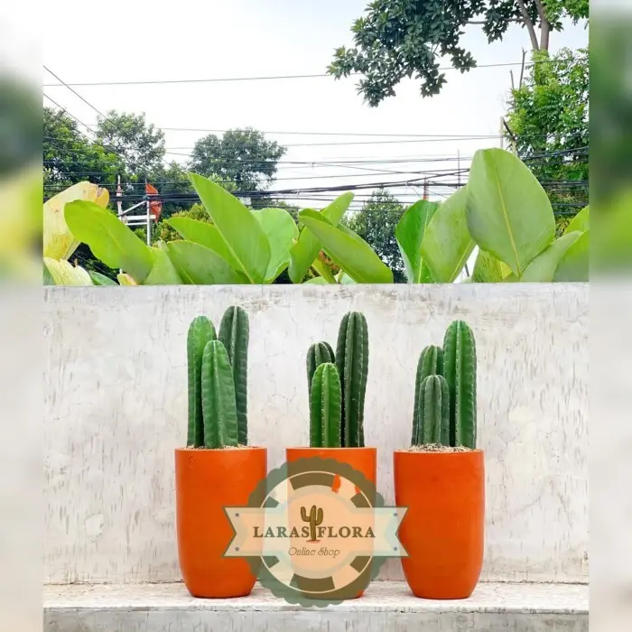 Tanaman Hias Kaktus Koboi 3pcs Tanpa Duri /Pohon Kaktus / Kaktus Hidup