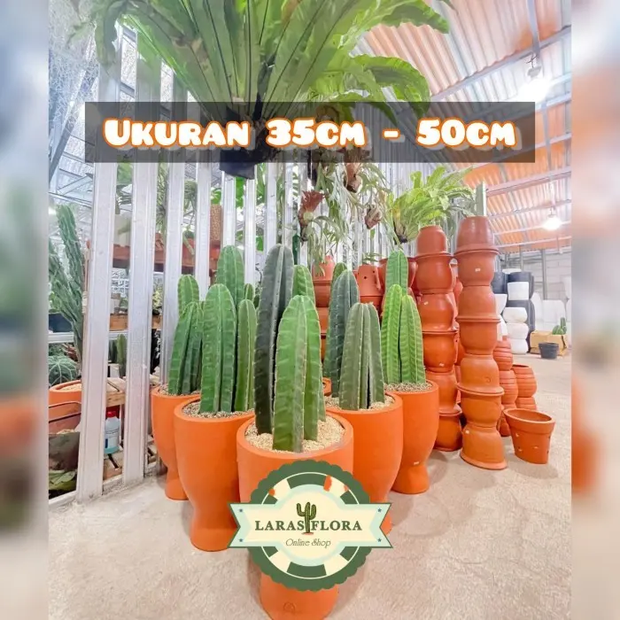 Kaktus Koboi Tanpa Duri / Tanaman Hias Kaktus