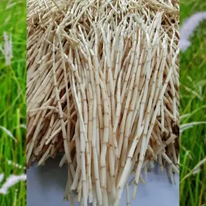 Akar Alang alang Segar Herbal 500Gram Harga Grosir Obat Tradisional