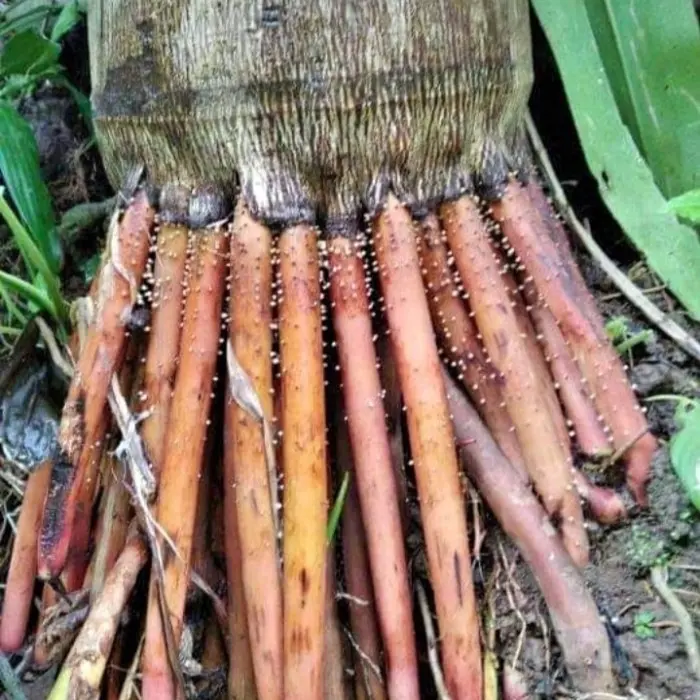 Obat herbal Akar pinang 1kg