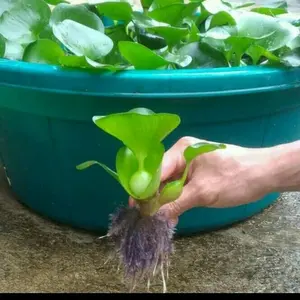 Bisa COD Eceng gondok enceng tanaman air aquascape aquarium/akuarium