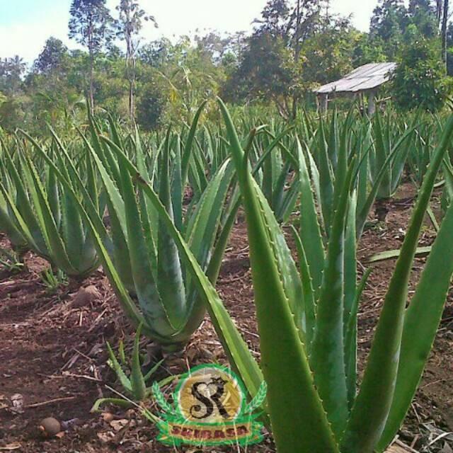 Bibit Tanaman Lidah Buaya Jumbo Pontianak - Ukuran Kecil, Sedang, dan Besar 1