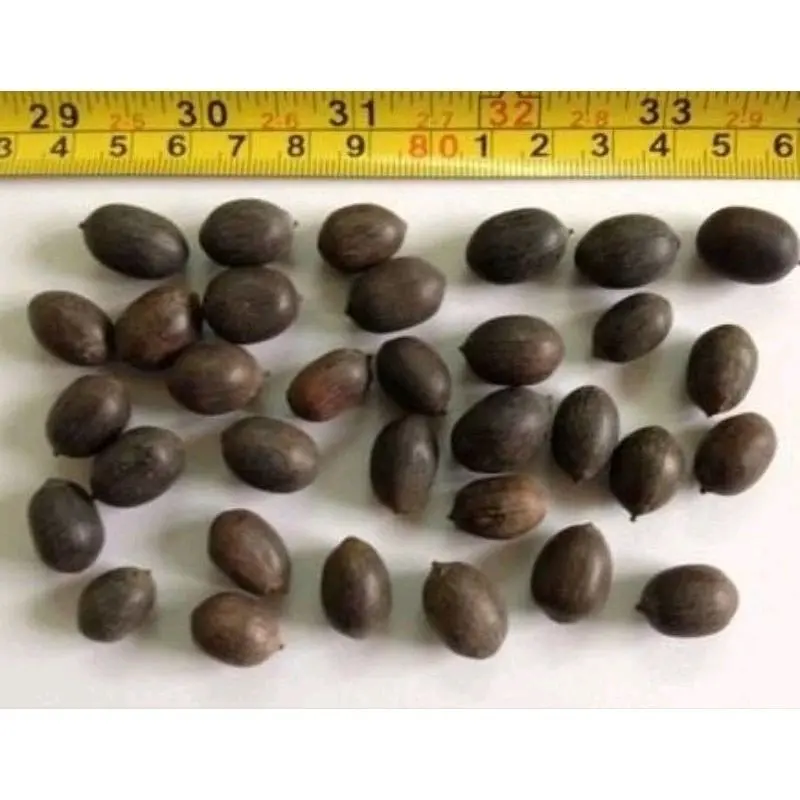 Biji Buah Teratai Lotus Miks Siap Tanam Dan Tebar 1