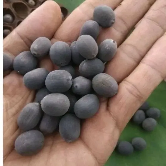 Biji Buah Teratai Lotus Miks Siap Tanam Dan Tebar 3