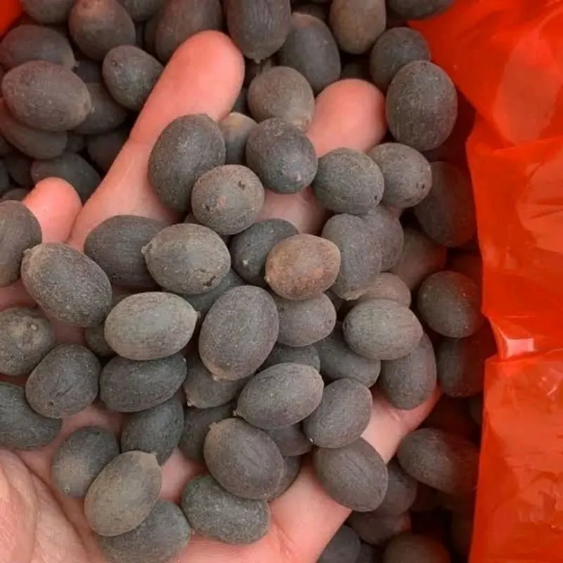Biji Buah Teratai Lotus Miks Siap Tanam Dan Tebar 2