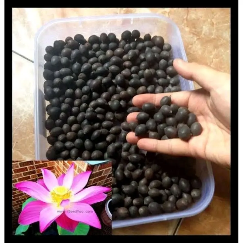 Biji Buah Teratai Lotus Miks Siap Tanam Dan Tebar 0