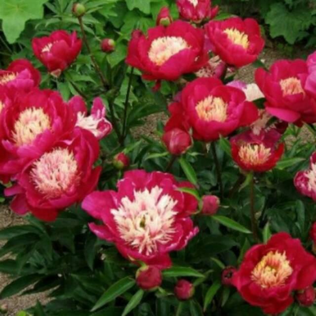 Biji Bunga Blue Peony Flower / Evening Primrose
