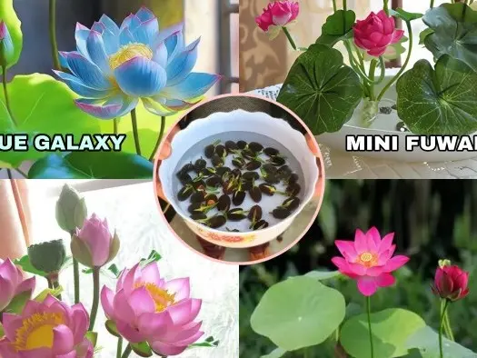 Biji Teratai Jepang Biji Benih Teratai Lotus Mini Biji Bunga Teratai Lotus Varian Warna