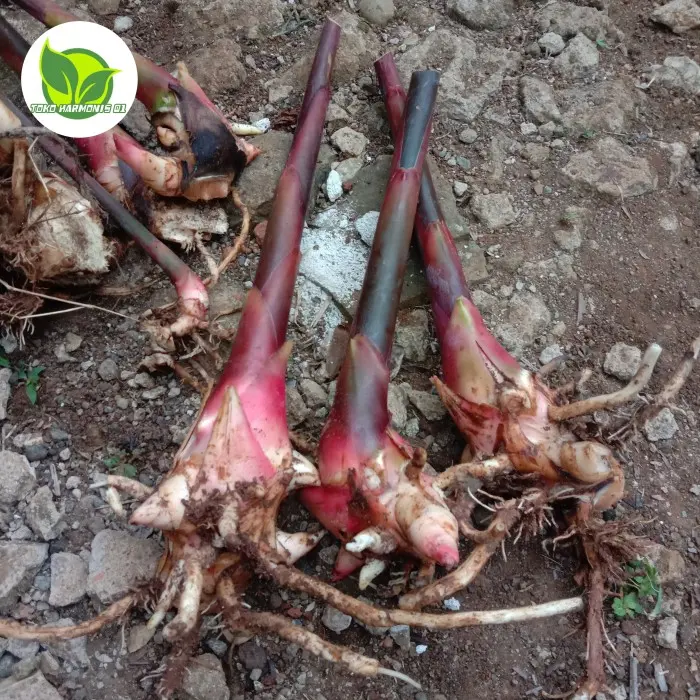 Bibit tanaman honje kecombrang laka merah