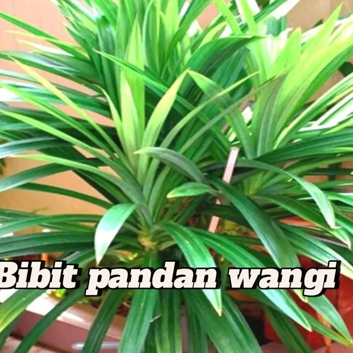 Bibit Tanaman Daun Pandan Wangi