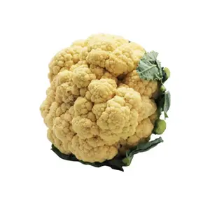 KEMBANG KOL SEGAR 500-600 GR