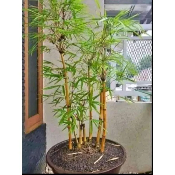 promo Bibit bambu kuning mini paket isi 5pcs