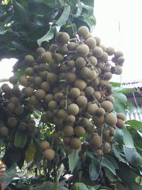 Gambar NF KELENGKENG dari ozyshop, BANYUMAS Kab. Banyumas 2 Tokopedia