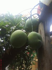 Gambar Pupuk Hi-Tech Nongfeng Mangga dari ozyshop, BANYUMAS Kab. Banyumas 4 Tokopedia