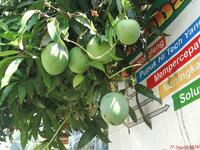 Gambar Pupuk Hi-Tech Nongfeng Mangga dari ozyshop, BANYUMAS Kab. Banyumas 3 Tokopedia