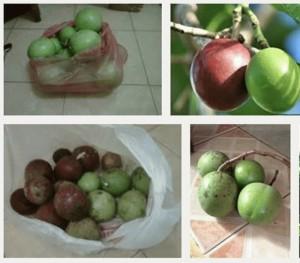 Gambar Pengusir Tikus Alami Buah Bintaro dari Harga Grosiran Kab. Bogor Tokopedia