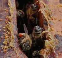 Gambar Propolis Kids Honey dari TERAS HERBAL Solo Kab. Sukoharjo 3 Tokopedia