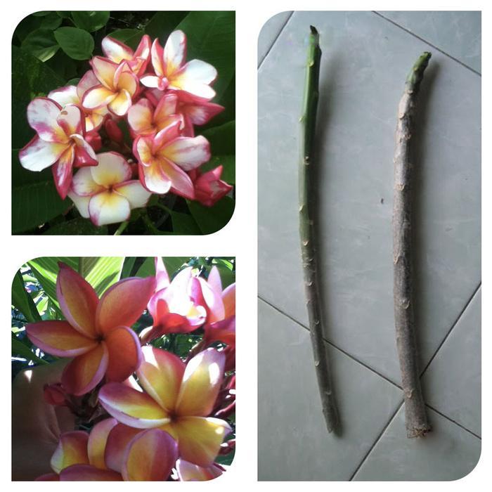 Gambar Bibit Stek Batang Kamboja Jepun Sudamala - Cutting Frangipani dari Bali Bibit Baguus Kota Denpasar Tokopedia