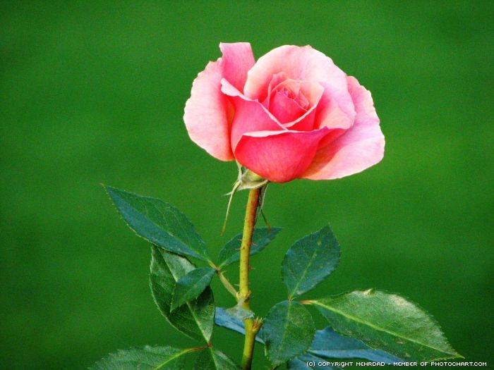 Gambar Benih Mawar Pink / Pink Rose (Import) dari Green Choice Jakarta Utara Tokopedia