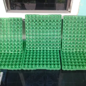 egg tray/rak telur puyuh