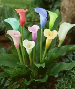 Benih Bunga Calla Lily Warna Warni