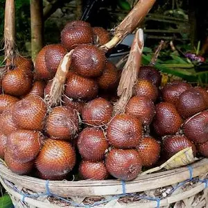 Salak Karangasem Bali Asli