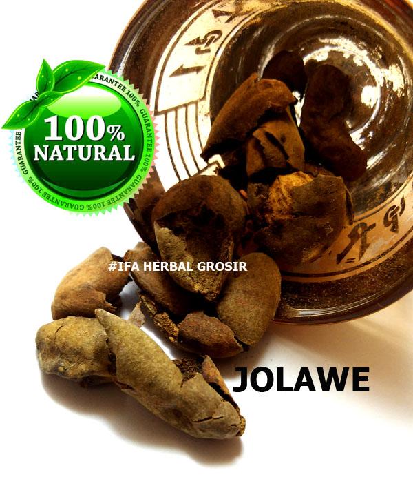Jamu Herbal Tradisional Tanaman Obat Jolawe U/ Campuran Jamu Keputihan