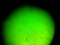 Gambar Alat Tes Masa Subur Wanita: Fertile Focus (Made in USA, High Quality) dari healthsupplement Kota Administrasi Jakarta Barat 2 Tokopedia