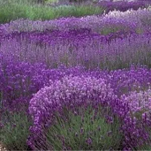 Benih lavender anti nyamuk