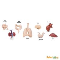 Gambar Safari Ltd. - Bulkbag - Human Organ dari Hugs by Gund Kota Tangerang 1 Tokopedia