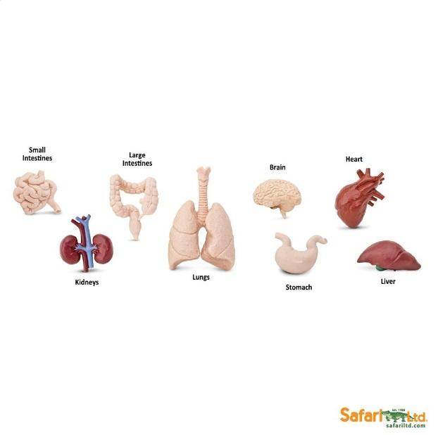 Gambar Safari Ltd. - Bulkbag - Human Organ dari Hugs by Gund Kota Tangerang Tokopedia