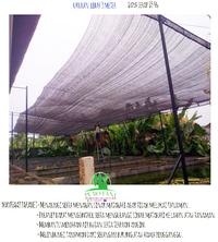Gambar Paranet shading net nylon uv 65% untuk tanaman dari PUROTANI.ID Kab. Purworejo 2 Tokopedia