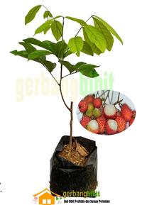 Gambar Bibit Tanaman Rambutan Binjai Unggul dari PUROTANI.ID Kab. Purworejo 3 Tokopedia