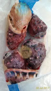 Keong Casis serbung merah