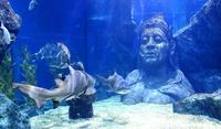 Gambar Sea life Bangkok ocean World aquarium tiket Anak Child Thailand ticket dari Kenikura Tour Kota Tangerang Selatan 3 Tokopedia