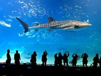Gambar Sea life Bangkok ocean World aquarium tiket Anak Child Thailand ticket dari Kenikura Tour Kota Tangerang Selatan 4 Tokopedia