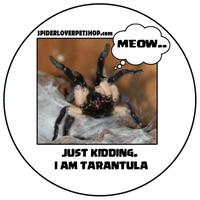 Gambar stiker 2 Tarantula  Rp. 10.000 Per 4 pcs dari spider lover petshop Kota Bandung 1 Tokopedia