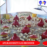Gambar Pemanas Gas Brooder Rikte dari Mitra Peternakan Kab. Tangerang 5 Tokopedia