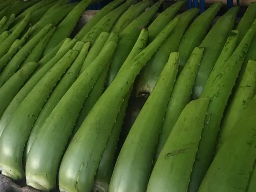 Pelepah LIdah Buaya / daun lidah buaya ( DIJAMIN BEBAS PEPTISIDA )