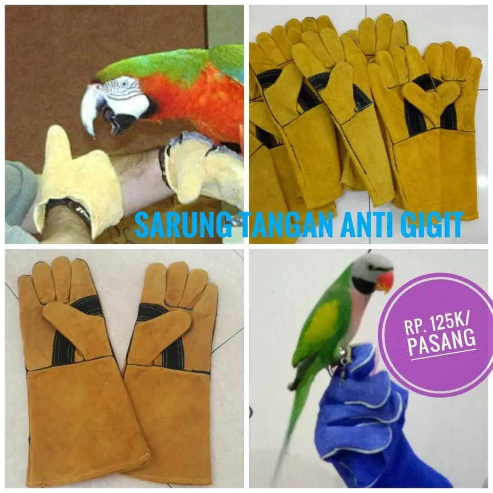 Sarung Tangan Parrot Buat Yang Masih Liar Gigit Gigit