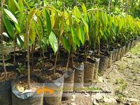 Gambar Bibit Durian Musangking Buah Musang King Unggul dari PUROTANI.ID Kab. Purworejo 3 Tokopedia