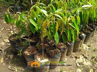 Gambar Bibit Durian Musangking Buah Musang King Unggul dari PUROTANI.ID Kab. Purworejo 4 Tokopedia