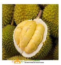 Gambar Bibit Durian Musangking Buah Musang King Unggul dari PUROTANI.ID Kab. Purworejo 2 Tokopedia