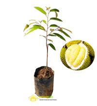 Gambar Bibit Durian Musangking Buah Musang King Unggul dari PUROTANI.ID Kab. Purworejo 1 Tokopedia