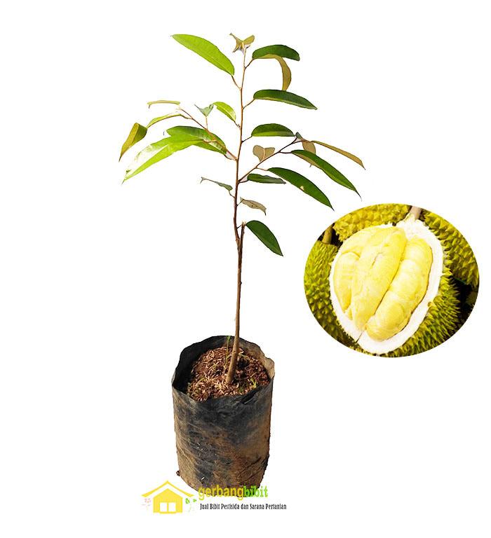 Gambar Bibit Durian Musangking Buah Musang King Unggul dari PUROTANI.ID Kab. Purworejo Tokopedia
