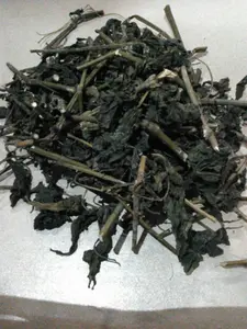 HERBAL CIPLUKAN / CECEDET KERING ORIGINAL