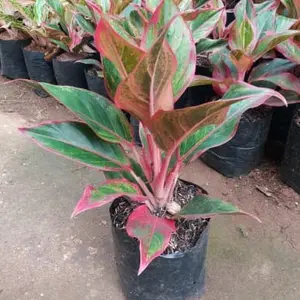 Tanaman Hias Aglonema Lipstik Red Lipstick