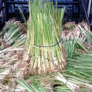 Bibit Rumput vetiver - Akar Wangi Pencegah Erosi atau Longsor